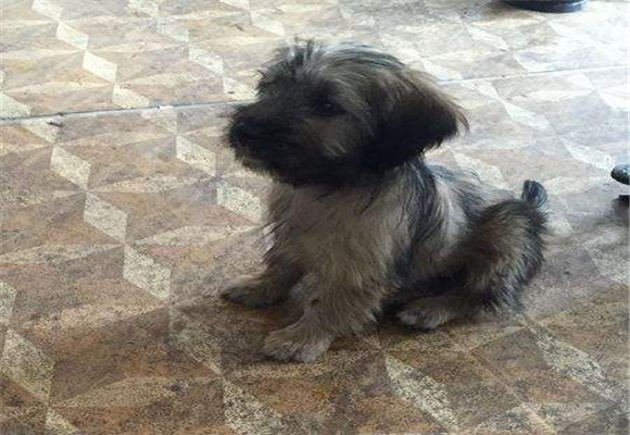 爱尔兰梗喜欢什么