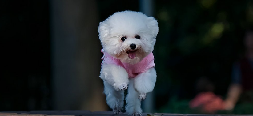 贵宾犬的性格外貌特征 贵宾犬的性格外貌特征