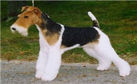 英国猎狐犬的用途是什么
