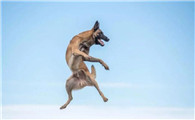 马利诺斯犬如何训练