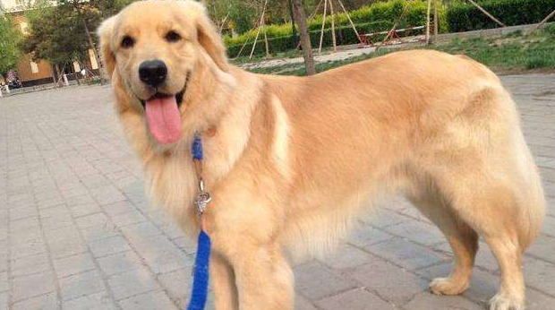 霍夫瓦尔特犬的毛色有几种 霍夫瓦尔特犬的毛色有几种