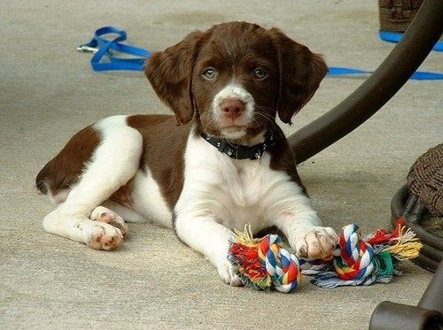 不列塔尼猎犬如何训练 不列塔尼猎犬如何训练