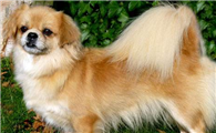 西藏猎犬吃多了吐了怎么办