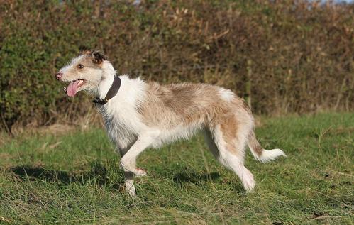 养苏格兰猎鹿犬注意事项 养苏格兰猎鹿犬注意事项