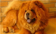 怎么判断松狮犬得了什么病