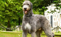 爱尔兰猎狼犬训练技巧有哪些
