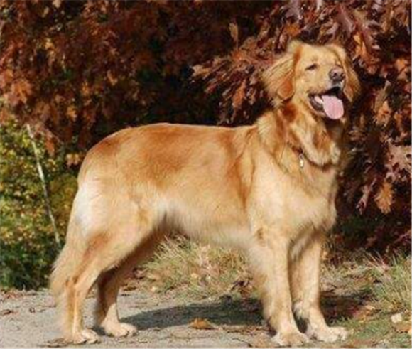 养霍夫瓦尔特犬注意事项
