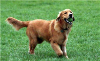 霍夫瓦尔特犬不能吃什么