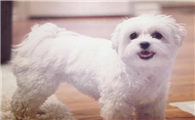 棉花面纱犬的起源和历史
