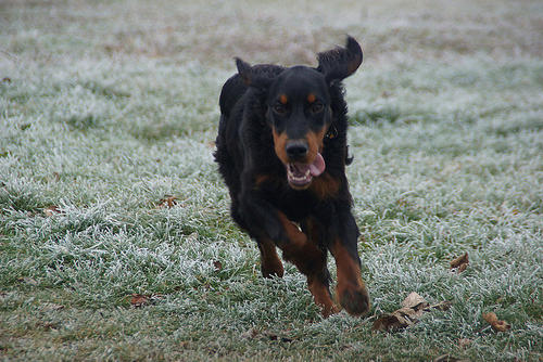 戈登雪达犬训练技巧有哪些