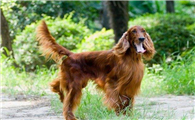 爱尔兰雪达犬聪明吗