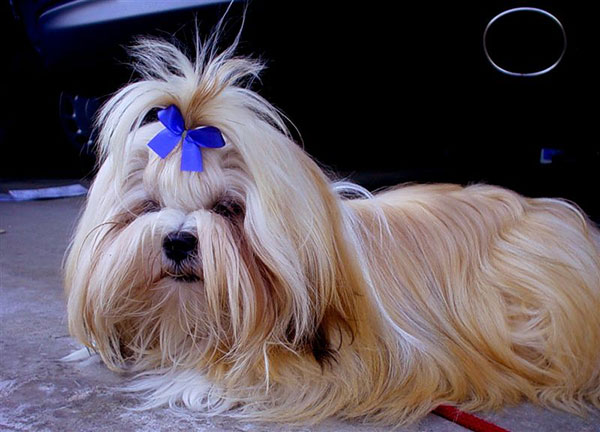 拉萨犬吃多了吐了怎么办 拉萨犬吃多了吐了怎么办