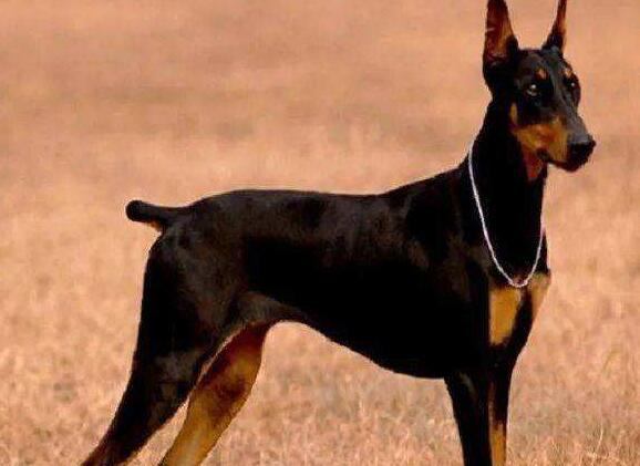 多伯曼犬的起源和历史