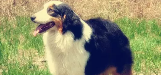澳大利亚牧羊犬喜欢什么