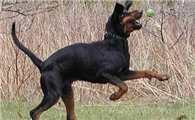 黑褐猎浣熊犬窝咳吃什么药最好