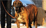 巴西菲勒犬一般有多高