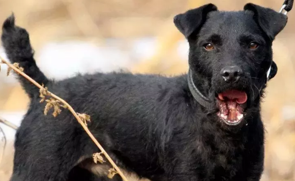 帕特大勒梗拉稀应该怎么做