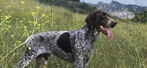 德国长毛指示犬什么颜色好