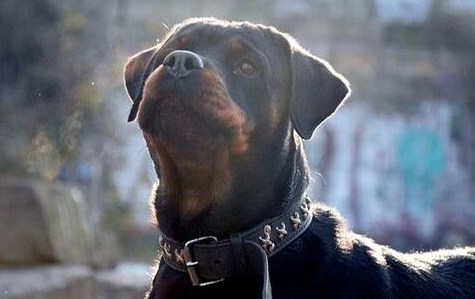 罗威纳犬的寿命一般是多久