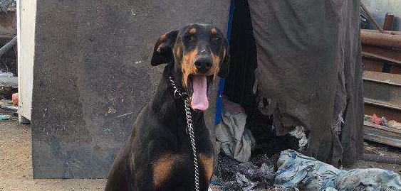 多伯曼犬聪明吗 多伯曼犬聪明吗