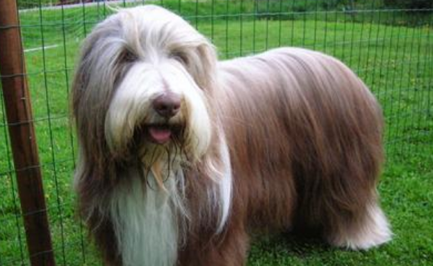 古代长须牧羊犬的起源和历史 古代长须牧羊犬的起源和历史