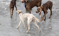 怎么判断萨路基猎犬得了什么病
