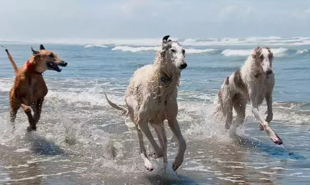 苏俄猎狼犬什么颜色好