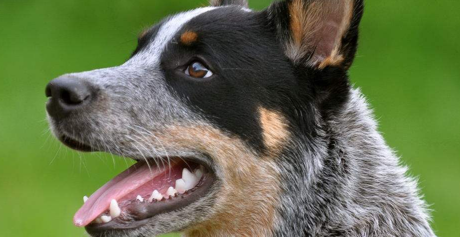 澳洲牧牛犬出售价格