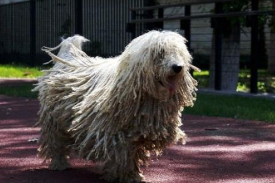 可蒙犬训练技巧有哪些 可蒙犬训练技巧有哪些