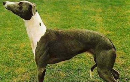 格雷伊猎犬不能吃什么