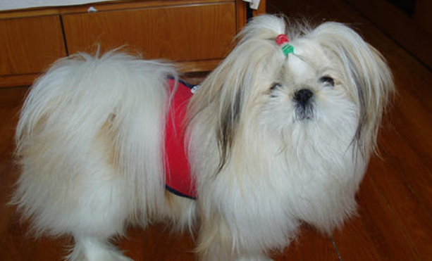 西施犬聪明吗 西施犬聪明吗