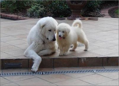 库瓦斯犬的用途是什么 库瓦斯犬的用途是什么