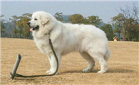 大白熊犬多大产仔