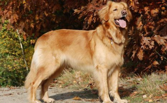 霍夫瓦尔特犬吃多了吐了怎么办 霍夫瓦尔特犬吃多了吐了怎么办
