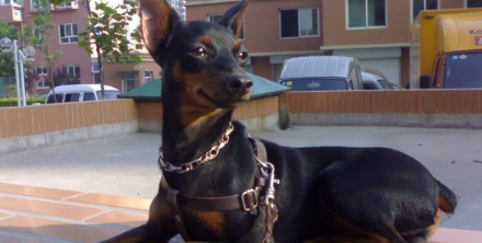 迷你杜宾犬的生活习性 迷你杜宾犬的生活习性