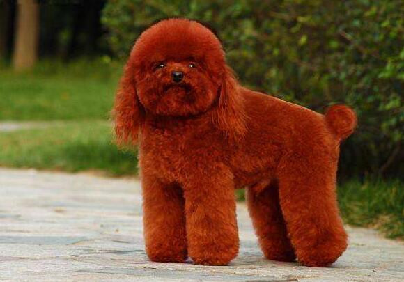 纯色贵宾中红色是最常见的贵宾犬毛色之一, 但是常见并不意味着不好