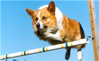 威尔斯柯基犬的起源和历史