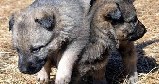 中国昆明犬1天要吃几顿 中国昆明犬1天要吃几顿