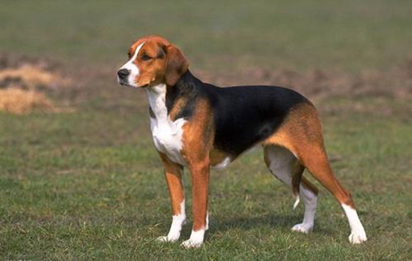 英国猎狐犬聪明吗