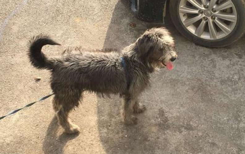 爱尔兰猎狼犬吃多了吐了怎么办
