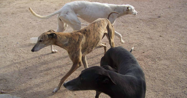 灵缇犬的原产地在哪里