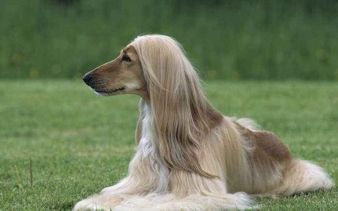 养阿富汗猎犬注意事项 养阿富汗猎犬注意事项