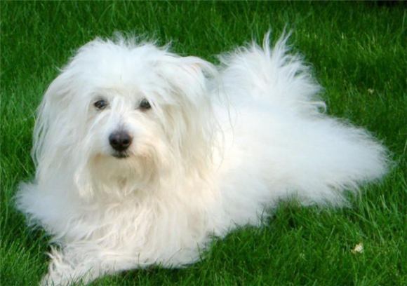 棉花面纱犬窝咳吃什么药最好