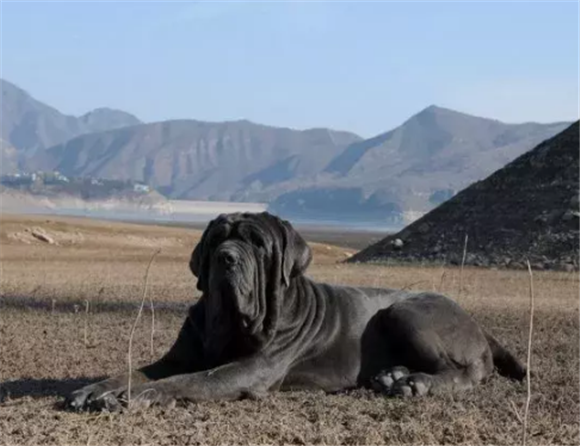 那不勒斯獒的体高是多少