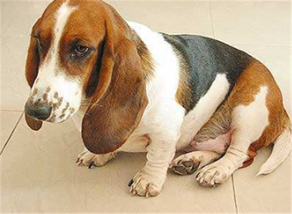 法国指示猎犬的寿命一般是多久