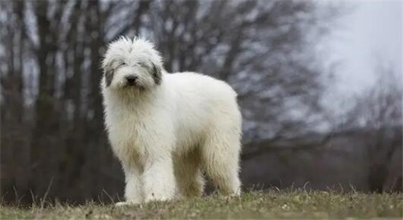 俄罗斯南部牧羊犬拉稀应该怎么做 俄罗斯南部牧羊犬拉稀应该怎么做