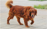 哥顿雪达犬聪明吗