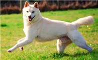 卡南犬不能吃什么
