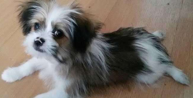 西施犬有攻击性吗 西施犬有攻击性吗
