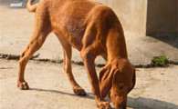 寻血猎犬聪明吗